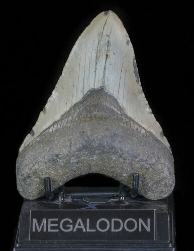Megalodon Tooth - North Carolina #66145